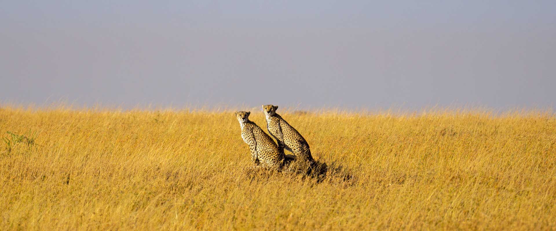 Wildlife Safari Wildlife Safari