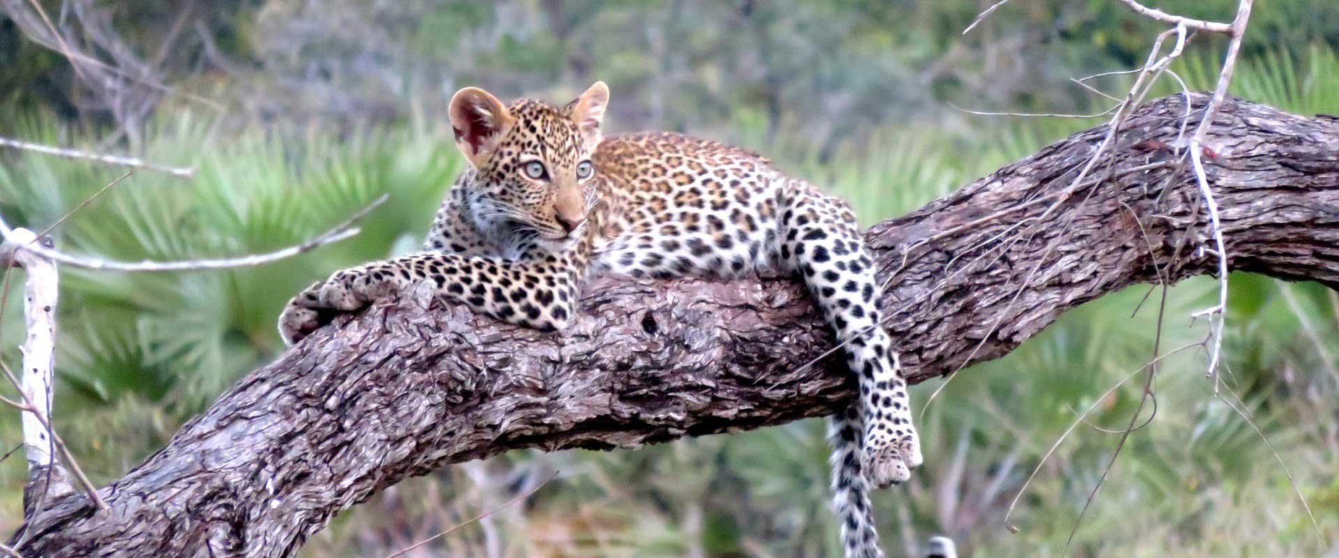 Wildlife Safari Wildlife Safari