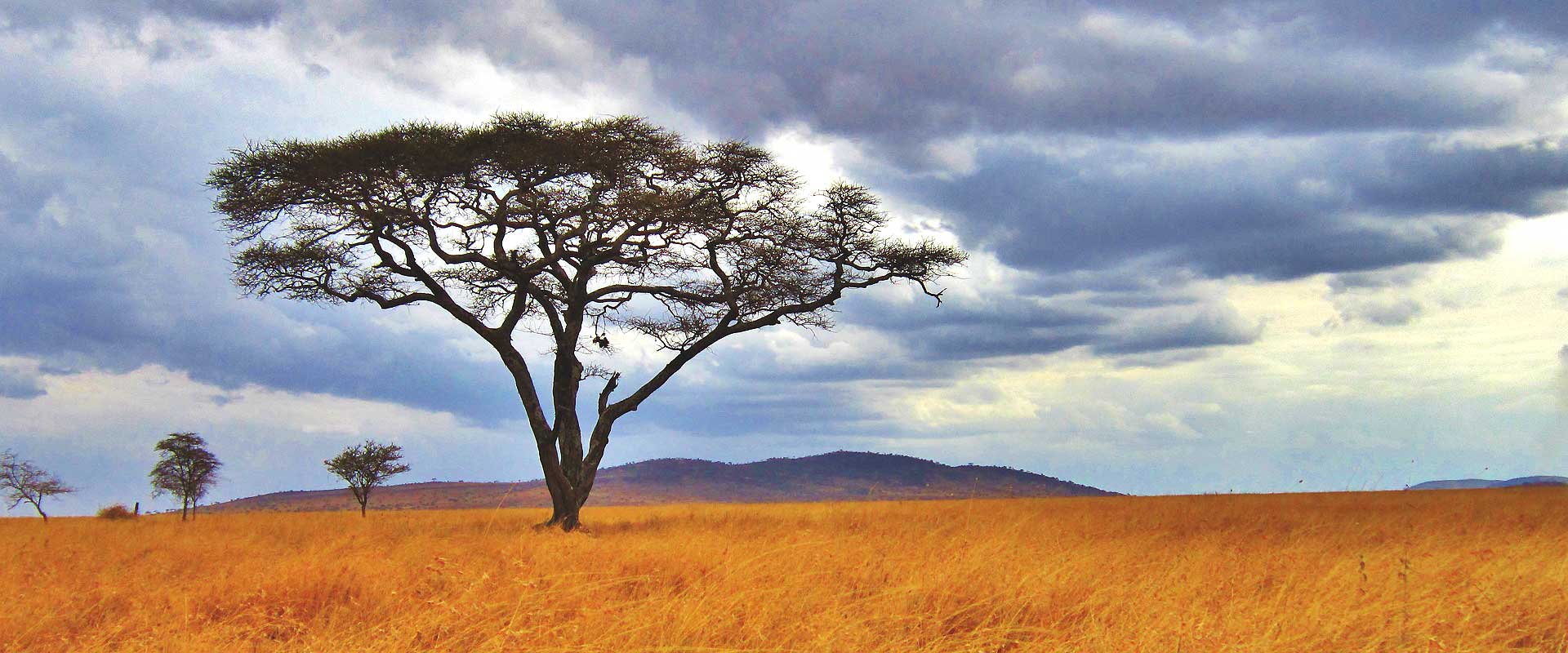 Wild Signature safaris Wild Signature Safaris