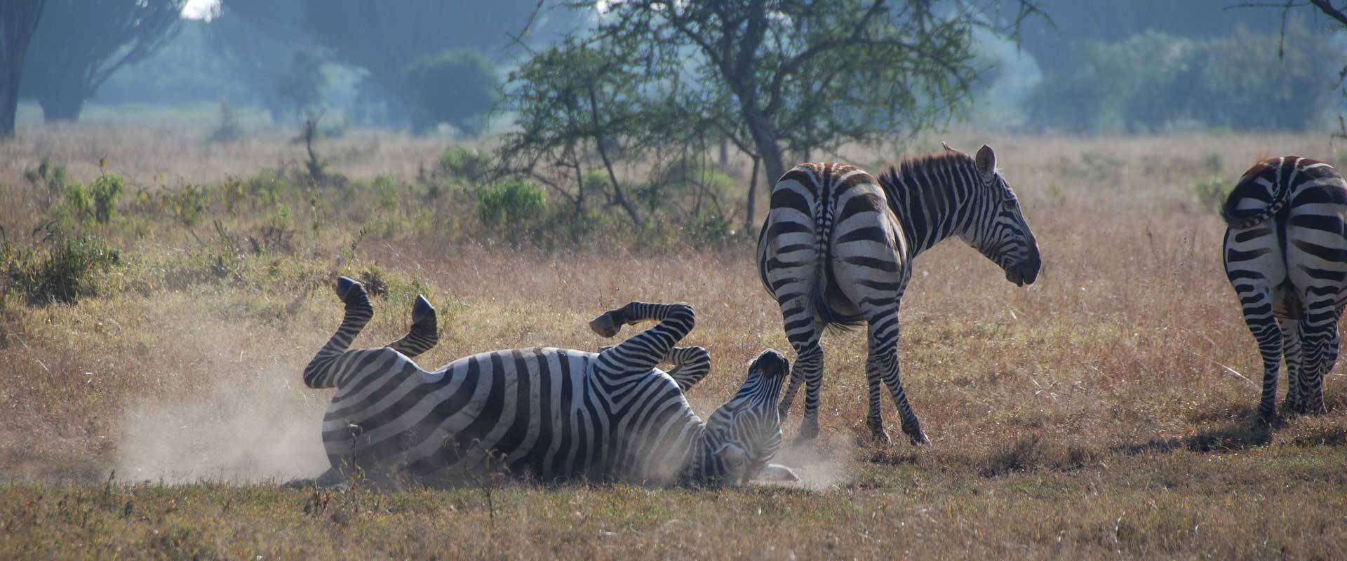 Wildlife Safari Wildlife Safari