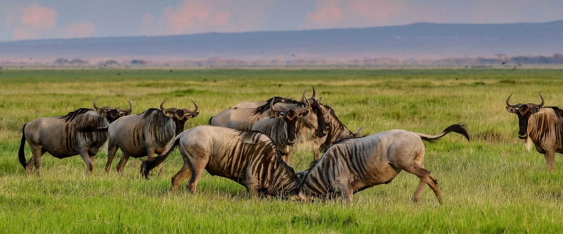 Wildlife Safari Wildlife Safari