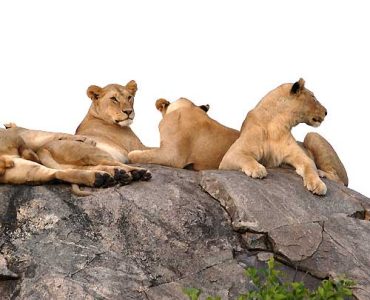 11-Days-Classic-Kenya-Famil