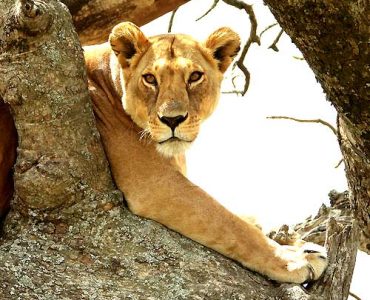 8-Days-Wildlife-Discovery