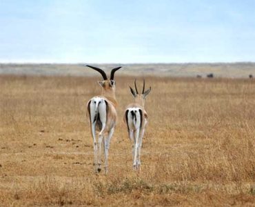 9-Days-East-Africa-Highligh