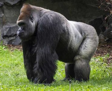 12 Days Savannahs and Primates