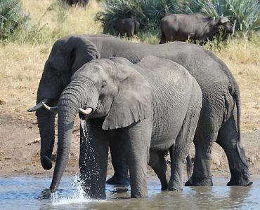 3 Days Amboseli Experience