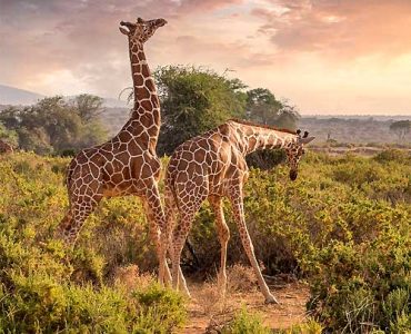 5 Days Amboseli & Tsavo Expedition