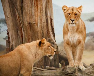 12 Days Best of East Africa