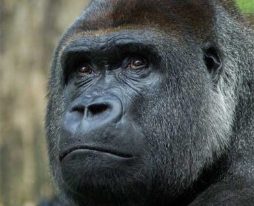 6 Days Mountain Gorilla Trek