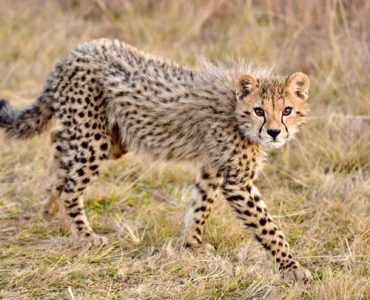 7 Days Mara, Nakuru, Naivasha, Amboseli, Diani Safari