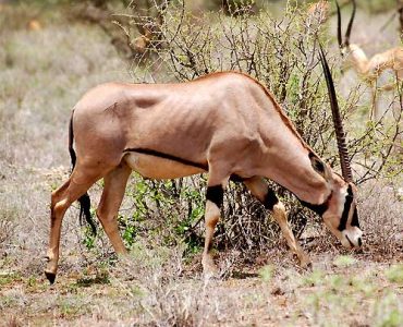 6 Days Kenya Wilderness Expedition