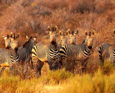 13 Days Wildlife and Gorilla Trek Expedition