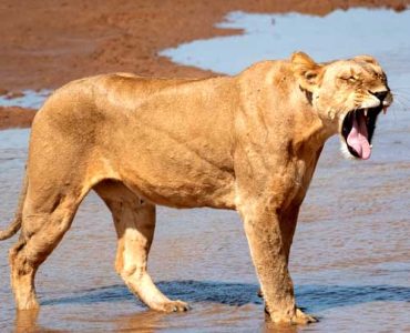 6 Days Paradise Plains