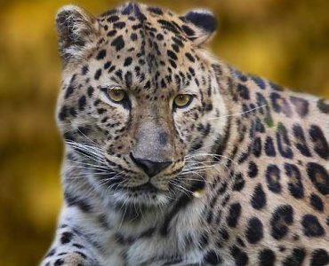 7 Days Uncharted Encounters