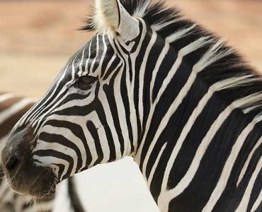 9 Days Scenic Tanzania