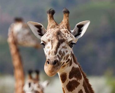 5 Days Mara, Naivasha, Amboseli, Diani Safari