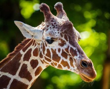 8 Days Tanzania Migration Calving Tour