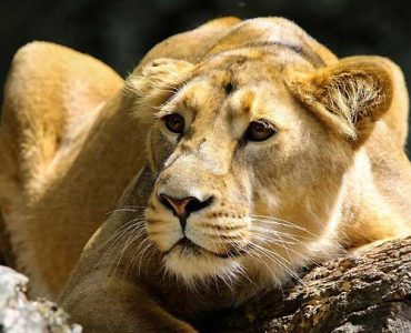 5 Days Explore Maasai Mara