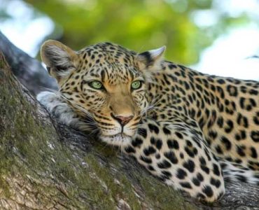 4 Days Maasai Mara Experience