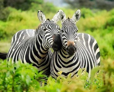 7 Days Scenic Kenya Expedition