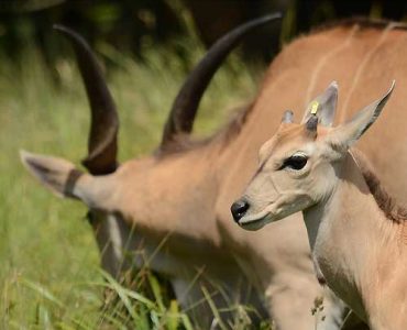 11 Days Tanzania Odyssey