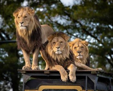 6 Days Mara, Nakuru, Amboseli, Diani Safari