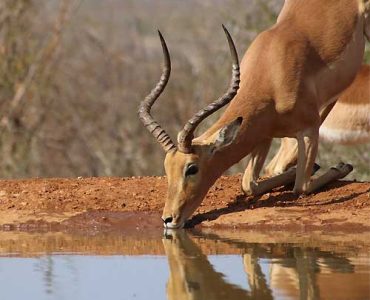 3 Days Maasai Mara Experience