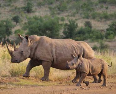 4 Days Rift Valley & Maasai Mara Experience